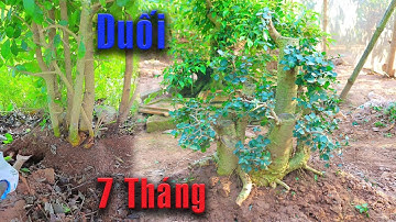 Hạ Cây Duối nhiều Thân bên Vệ Đường sau 7 Tháng có ngay Cây Duối đẹp
