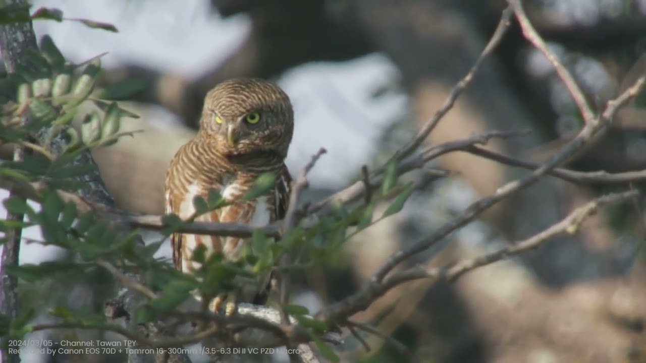 Life on the tree, Phayao, Thailand - 2024/03/05 - Part 1
