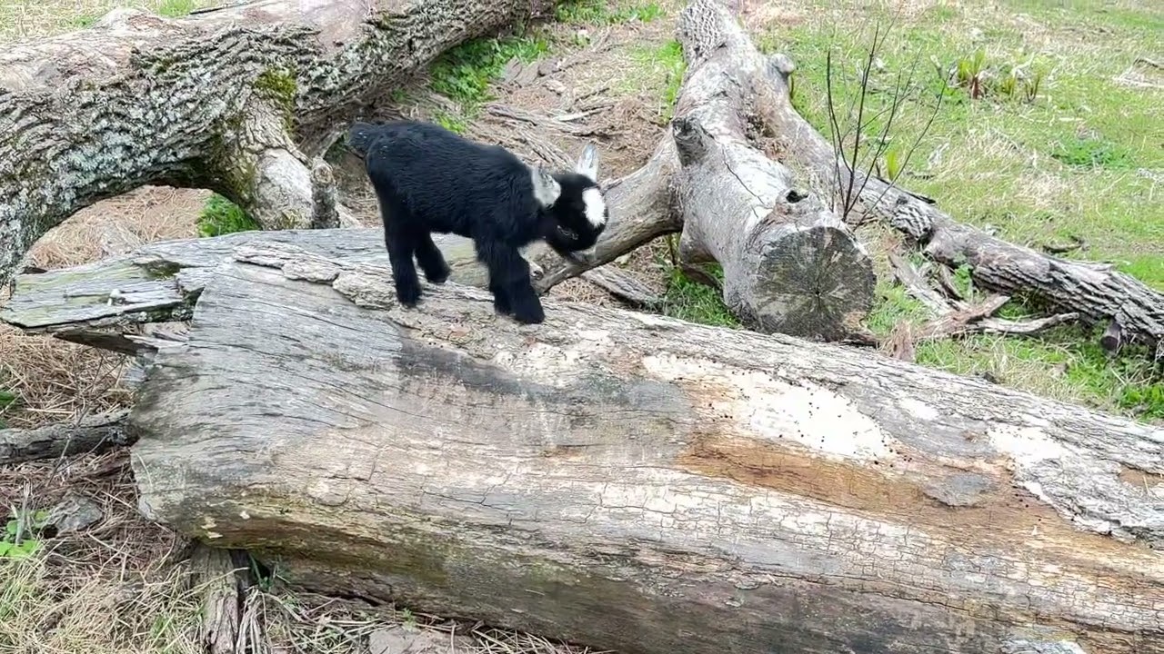 Baby Pygmy Goats Explore #pygmygoat #goat #baby #cute #farming #beautiful #tennessee