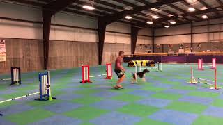 Nitro GSP: AKC Agility ACT 1 Jumpers Round 1