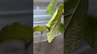 Caterpillar eating its leaf! #caterpillar #butterfly #viralshorts #shortsfeed #viral