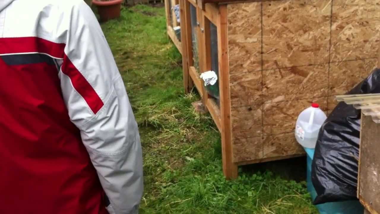 First time Flemish giant set up 1 YouTube