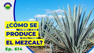 614. ¿Cómo se produce el Mezcal?