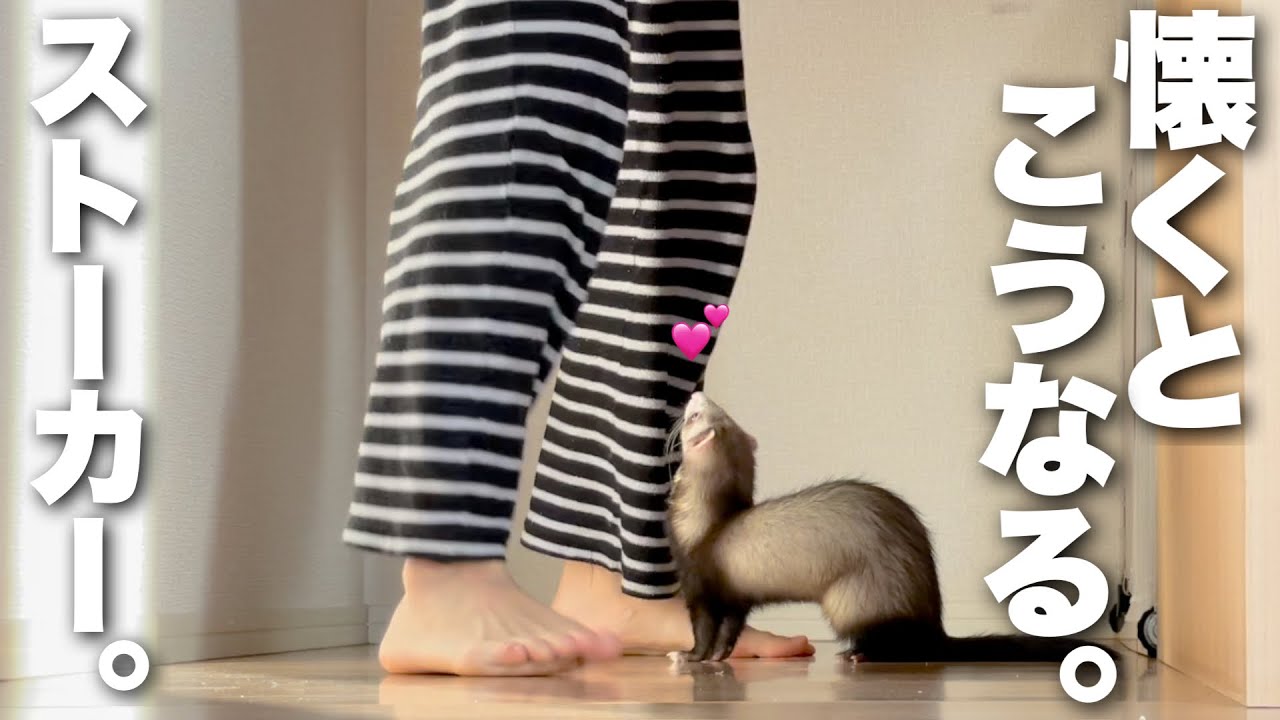 フェレット な つく