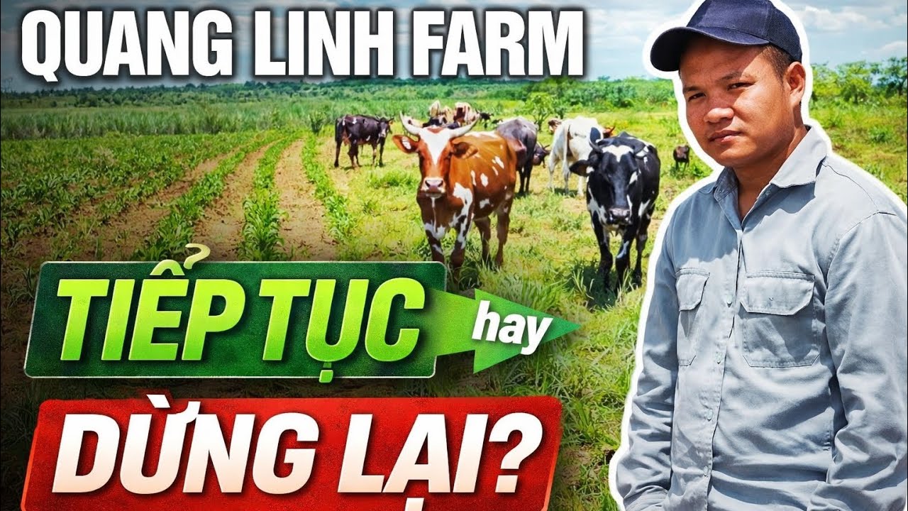 Quang Linh Farm Đứng Trước Quyết Định Lớn Nhất Từ Trước Đến Nay… Điều Gì Sẽ Xảy Ra?