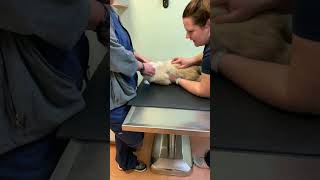13-Ragdoll Cat Charlie Gets a Chiropractic Adjustment and It's Amazing!