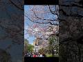 Cherry Blossom Season in Japan 🇯🇵 #japan #travel #shorts