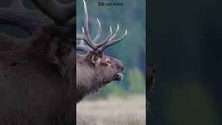 elk rut voice #elkrut #voice   #foryoupage #uk #animals #animalshorts #usa #wildanimals
