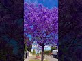 Jacaranda Tree Shorts Viral Nature Beauty mp3