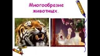 Многообразие животных Многообразие животных