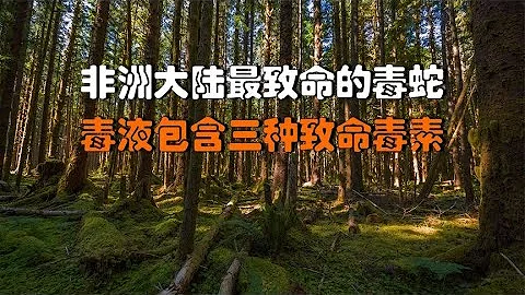 非洲大陸最致命的毒蛇，毒液包含三種致命毒素，被它咬傷生不如死 - 天天要聞