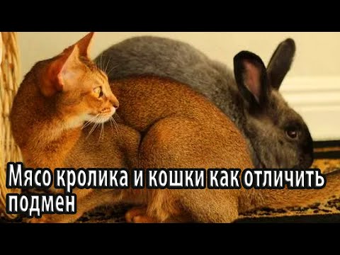 Мясо кролика и кошки как отличить подмен