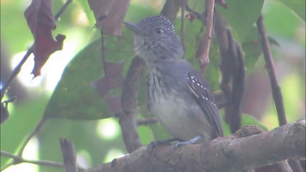 Spotcrowned Antvireo 2 YouTube