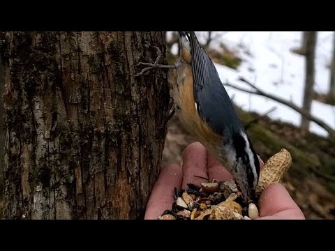 Nuthatch walks upside