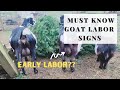 5 Signs Of Goat Labor!!! |  Must Watch Before Your Goat Gives Birth