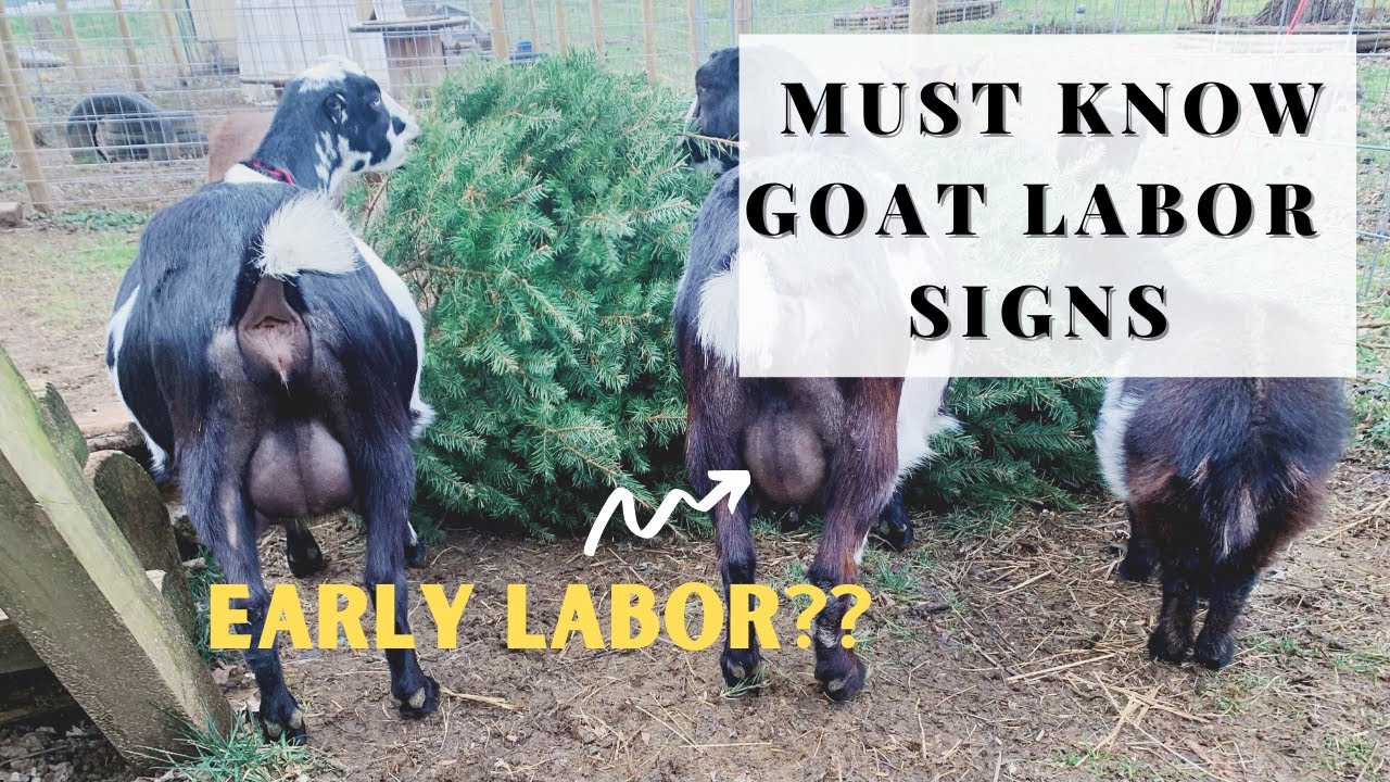 How Long Are Goats In Labor For?