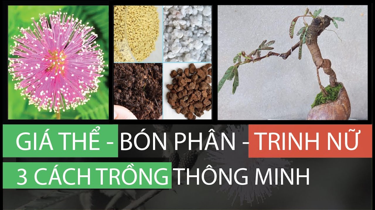 ???????? ⭕️ Hướng dẫn Trồng cây Trinh Nữ (cây xấu hổ) & 3... - youtube