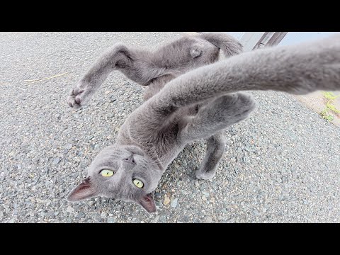 ロシアンブルーみたいな猫が人間の隙をついてマイクを奪おうとする