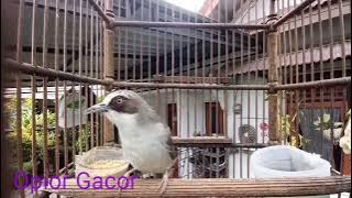 Download lagu Masteran Prenjak Gunung Paling Ampuh dan Dicari