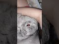 #yutubeshorts #cute #cuterabbit #rabbit #kpop #psy #gangnamstyle #mycuterabbit #subscribe