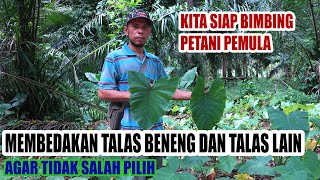 Download lagu Membongkar Perbedaan Talas Beneng dan Talas Biasa