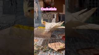 Meet my beautiful Cockatiel 🐤✨#cockatiel #parakeets #shorts #ytshorts