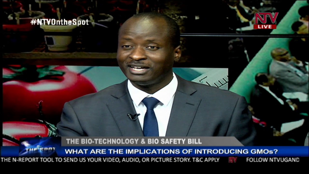 ON THE SPOT: The implications of introducing GMOs to Uganda