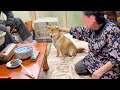 じいちゃんばあちゃんにたっぷり甘やかされて育った柴犬が可愛い!