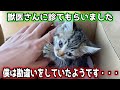 【保護猫】初めての病院でまさかの事実判明・・・