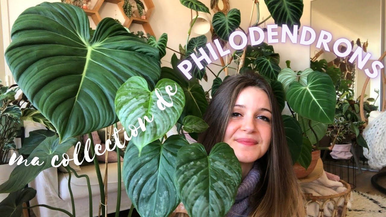 Je commence à avoir pas mal de Philodendrons