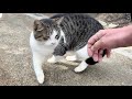 熱心に甘えてくれる可愛い猫ちゃん