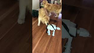 Golden Retriever Barks at AT-AT Toy While Other Dog Wanders Around