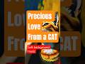 Cat Love - Me my pet Rami with Soft piano Background  | Bony Bonzy Official |
