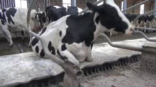 Jourdains Headlocks & Freestalls By Milkys Solutions