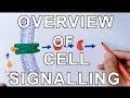 Cellular Communication Quiz