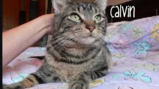 Orphan Animal Rescue Slideshow