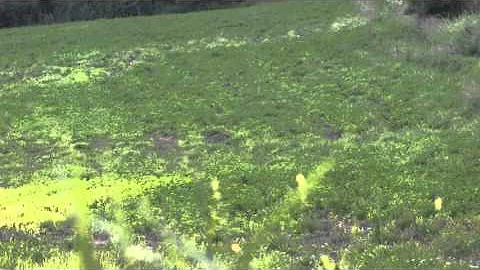 Ground Hog Hunting 4 shots, 4 kills