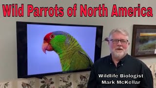 Wild Parrots in North America