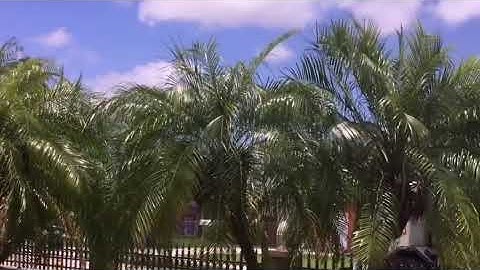 Old video of Peterbilt 320 Labrie Expert 2000 in Miami Dade County. Unique Design!