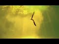LEO ROJAS  -  El Condor Pasa - Matsuri Mp3 Song