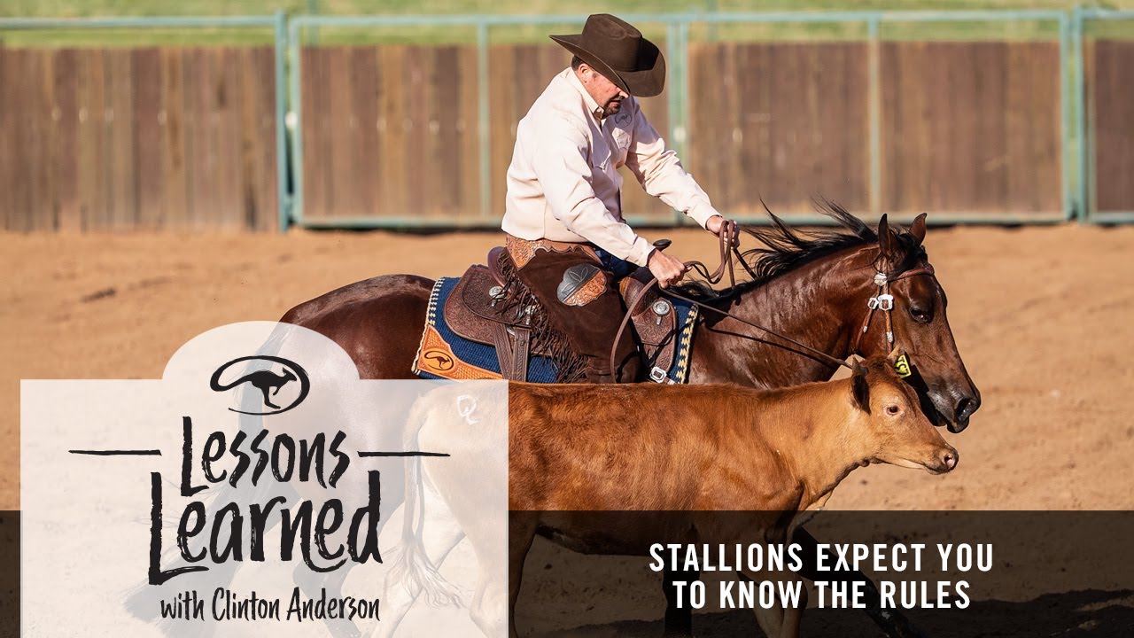 Stallions Expect You to Know the Rules of Horsemanship