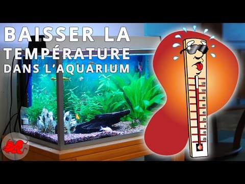 Vidéo: Comment Baisser La Température Dans Un Aquarium