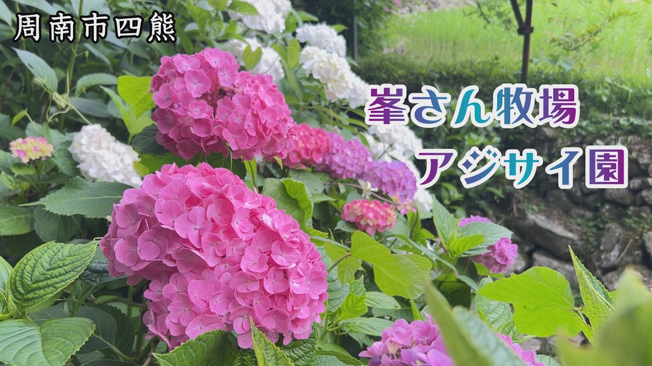 あじさい桃源郷【峯さん牧場アジサイ園】 - YouTube