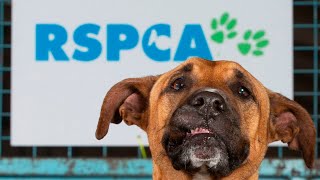 Financial strain forces Australians to surrender pets, leaving RSPCA shelters overflowing