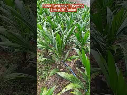 Bibit sawit costarika
