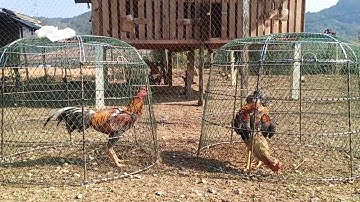 Muab qaib ziab tshav