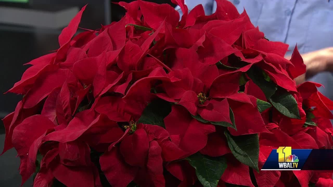 wbal-tv baltimore Plant Questions: Can parking on a frozen lawn harm it?