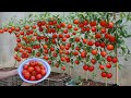 How to grow tomatoes fast and big fruit at home