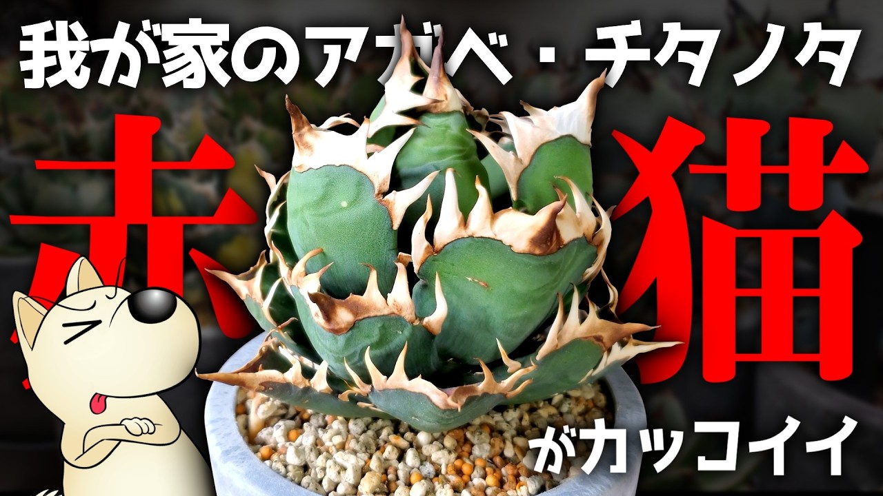 The Cat of the Agave Titanota World with Mesmerizing, Powerful
