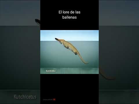 Video: ¿Evolucionaron las orcas de los lobos?